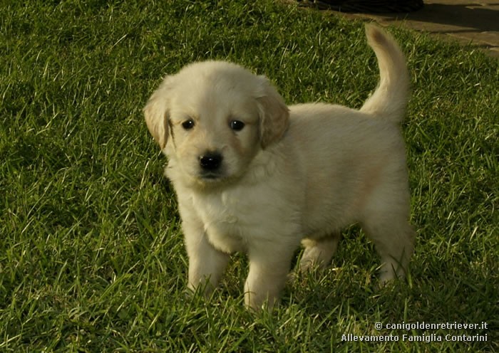 Le Foto Dei Nostri Cani Golden Retriever Canigoldenretriever It